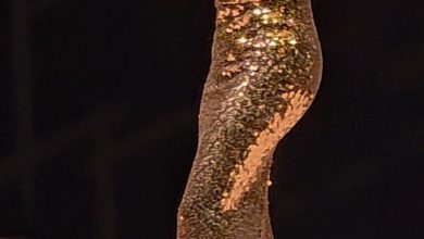 صورة من دبي اوبرا إلي بيروت تانيا قسيس تسجل نجاحا باهرا