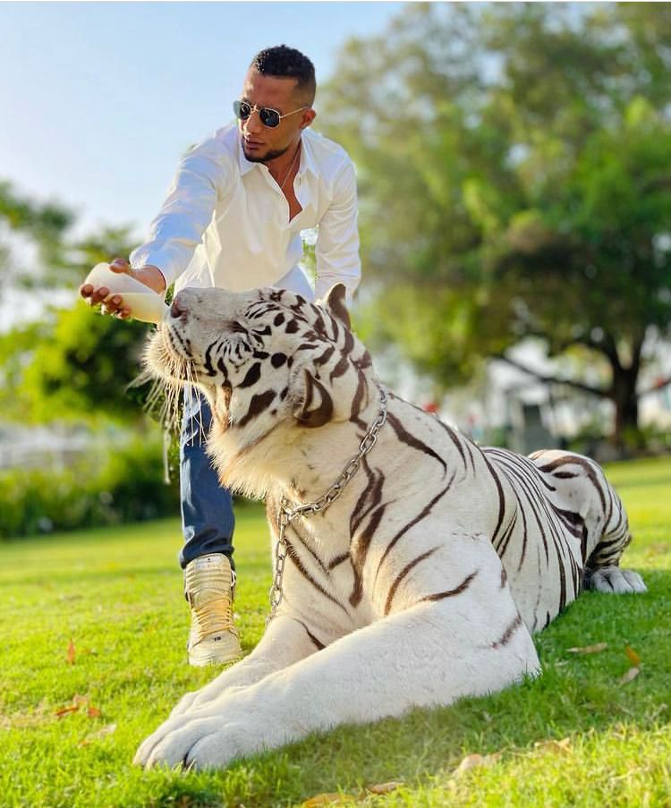 محمد رمضان يتعرض للإصابة بهجوم نمر أثناء تصوير عشماوي